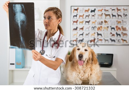 Vet in his clinic with a golden retriever looking at a radiograph