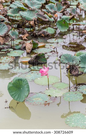 Big pink lotus and green leaf in lagoon