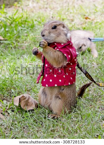 prairie dog with red shirt abd necklace standing upright