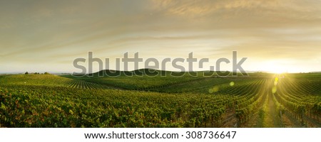 panoramic view of grape plantation of Napa valley in summer time Royalty-Free Stock Photo #308736647