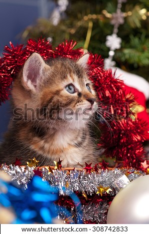 Cute fluffy kitten near Christmas spruce with gifts and toys close up