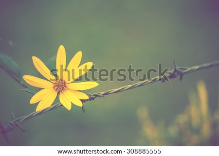 Vintage tone style yellow flower background