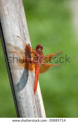 Dragon Fly hanging out on the bambo Royalty-Free Stock Photo #30889714