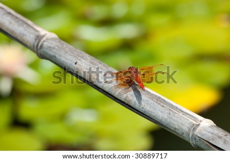 Dragon fly landing on the bamboo Royalty-Free Stock Photo #30889717