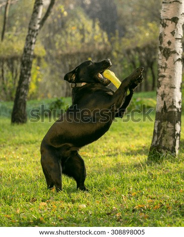 black labrador playing