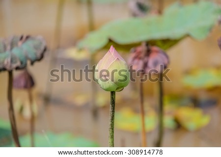 pond full of water lilies and lotus and be strong sunlight and soft backgroud
