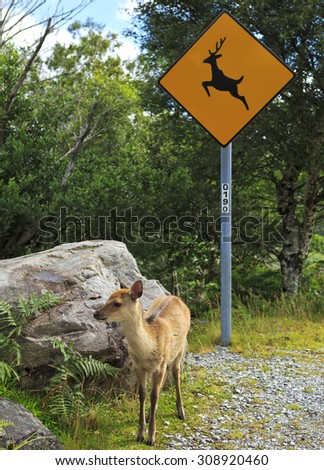Road sign surrounded by trees, with a young deer