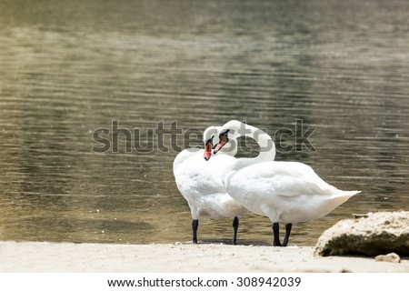 Two swans in love on Coast