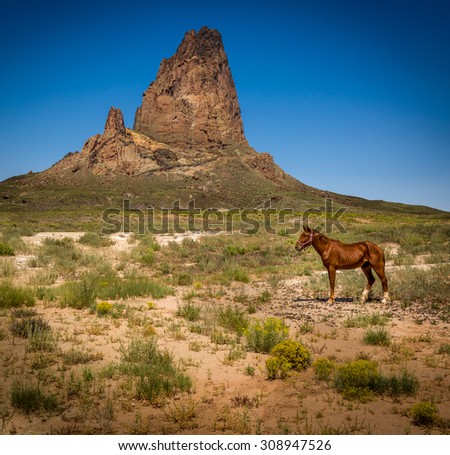Horse in the mountains 
