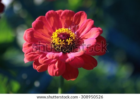 Bud red flower