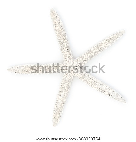 White Finger Starfish isolated on white. Sea stars and shells.
