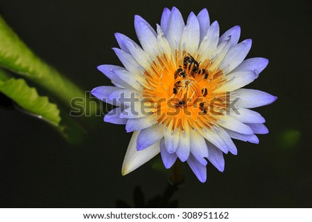 Purple lotus with insects