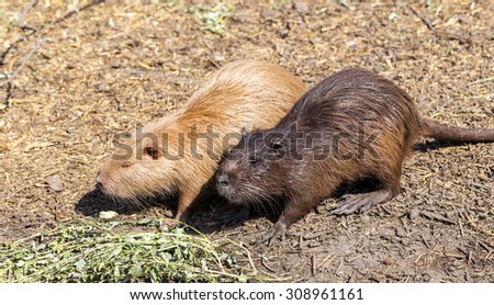 Colonia colored nutria farm. Nutria - a valuable agricultural industry for animal fur and meat growing