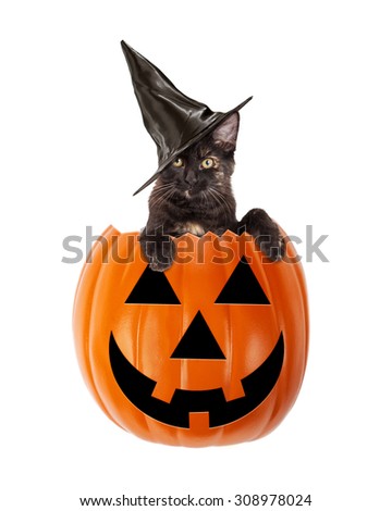 Cute black kitten wearing a black witch hat in a Halloween Jack-O-Lantern pumpkin