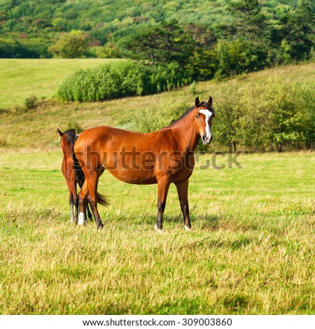 Two dark bay horses grazing on a field with green grass