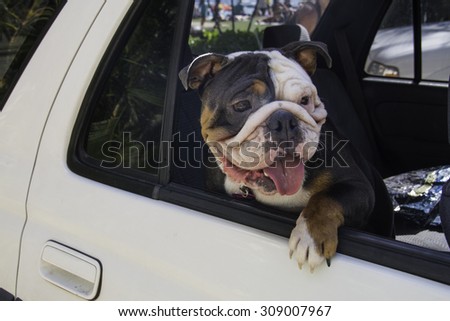 English Bulldog Riding in a Car Royalty-Free Stock Photo #309007967
