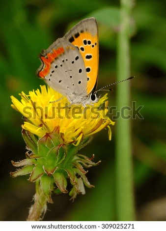 colorful wings on the dandelion flower