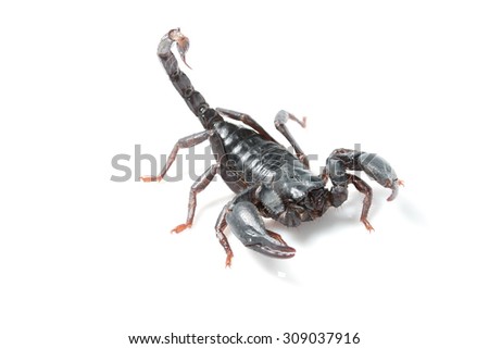 Giant scorpion isolated on white background, species found in tropical and subtropical areas in asia.