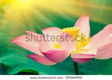 Beautiful lotus flowers bloom in the pond