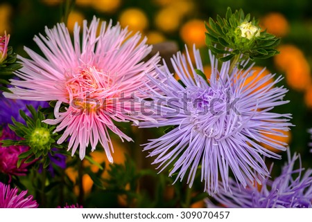 Aster flowers in natural background