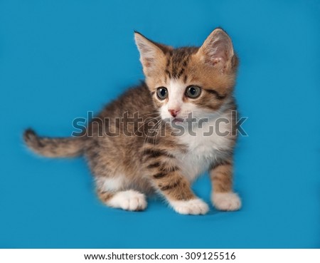 Small striped and red kitten standing on blue background