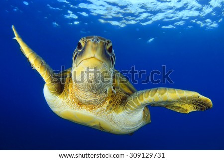 Flying green turtle Royalty-Free Stock Photo #309129731