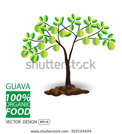 Guava, fruits vector illustration.