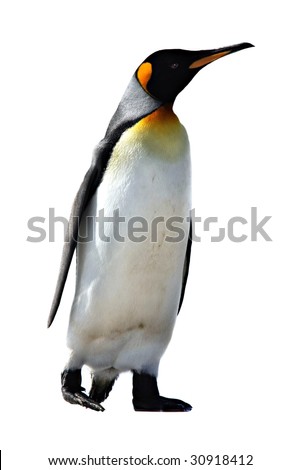 King Penguins isolated on white background