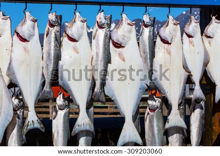 Fresh caught fish Seward,Alaska,USA
