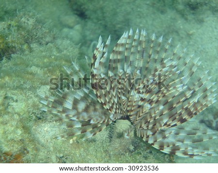Saballa polychaeta - Pacific Ocean, Thailand