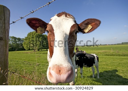 a cow in the green grass