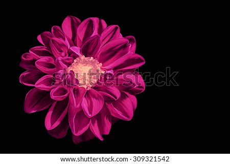Drawing oil painting dahlia flower on a black background