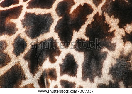 A background of real fur