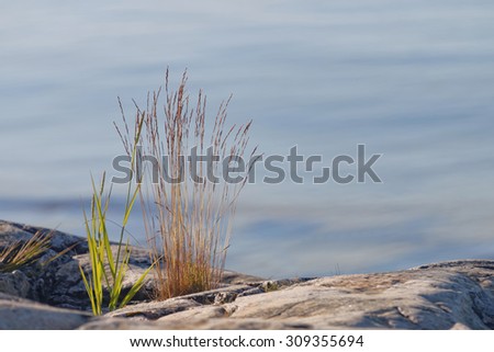 Grass and gray rocks in front of de-focused sea in the background