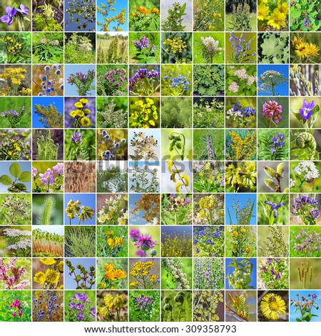 Wild medicinal plants in the region of Siberia in Russia. A collage of photos square