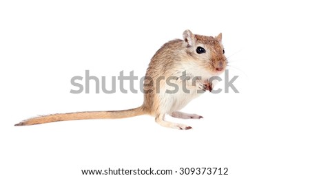 Funny gergil with a nut in his hands isolated on a white background