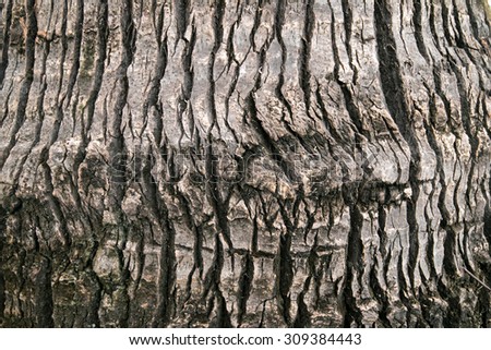 closeup tree bark texture