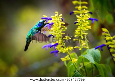 Green Violet Eared Hummingbird in the central mountains of Mexico. This is a rare picture of a medium sized hummingbird that is very elusive and shy. This bird can be identified by is very noisy voice