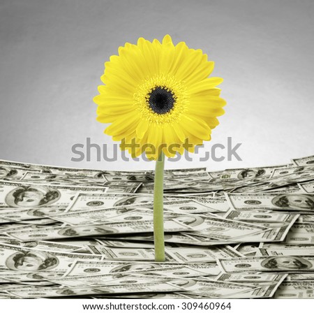 young plant money growth concept 