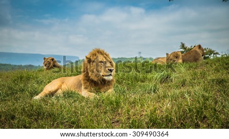 Chilling Lion 