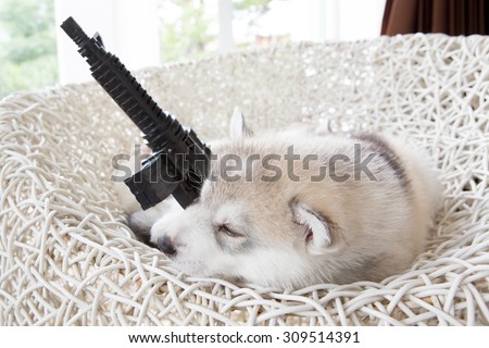 cute siberian husky puppy on white wicker chair