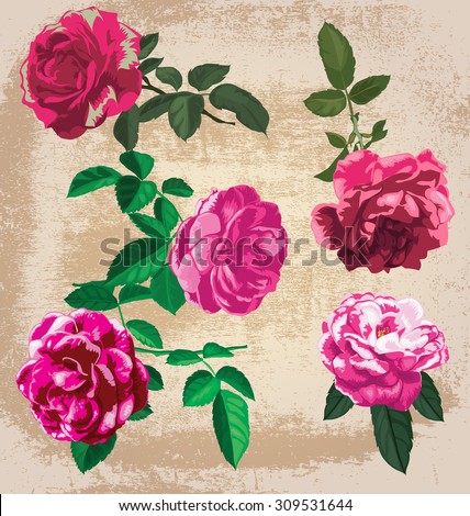 vector illustration of roses  set