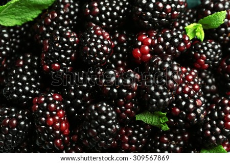 Heap of sweet blackberries with mint close up
