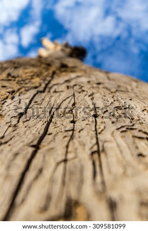 Dry, dead and barren trunk / tree texture with very shallow depth of field