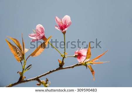sakura in chiangmai  Thailand