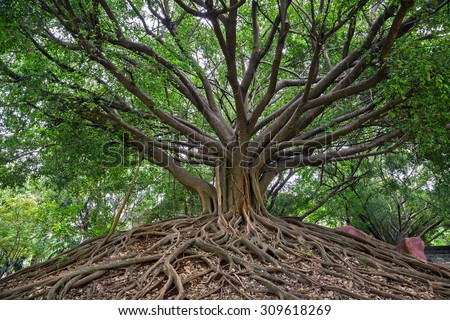 the banyan tree. Royalty-Free Stock Photo #309618269