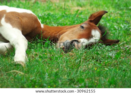 Sleeping horse.