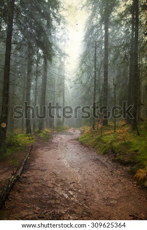 Vintage photo of pathway through the autumn forest