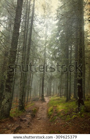 Vintage photo of pathway through the autumn forest