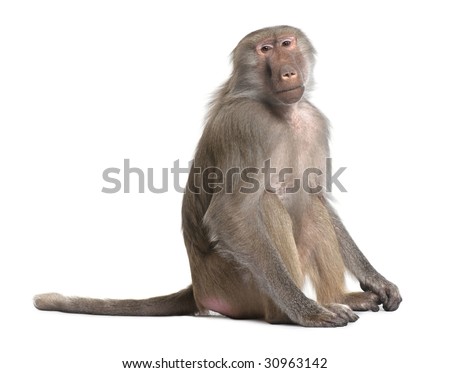 Baboon  -  Simia hamadryas in front of a white background